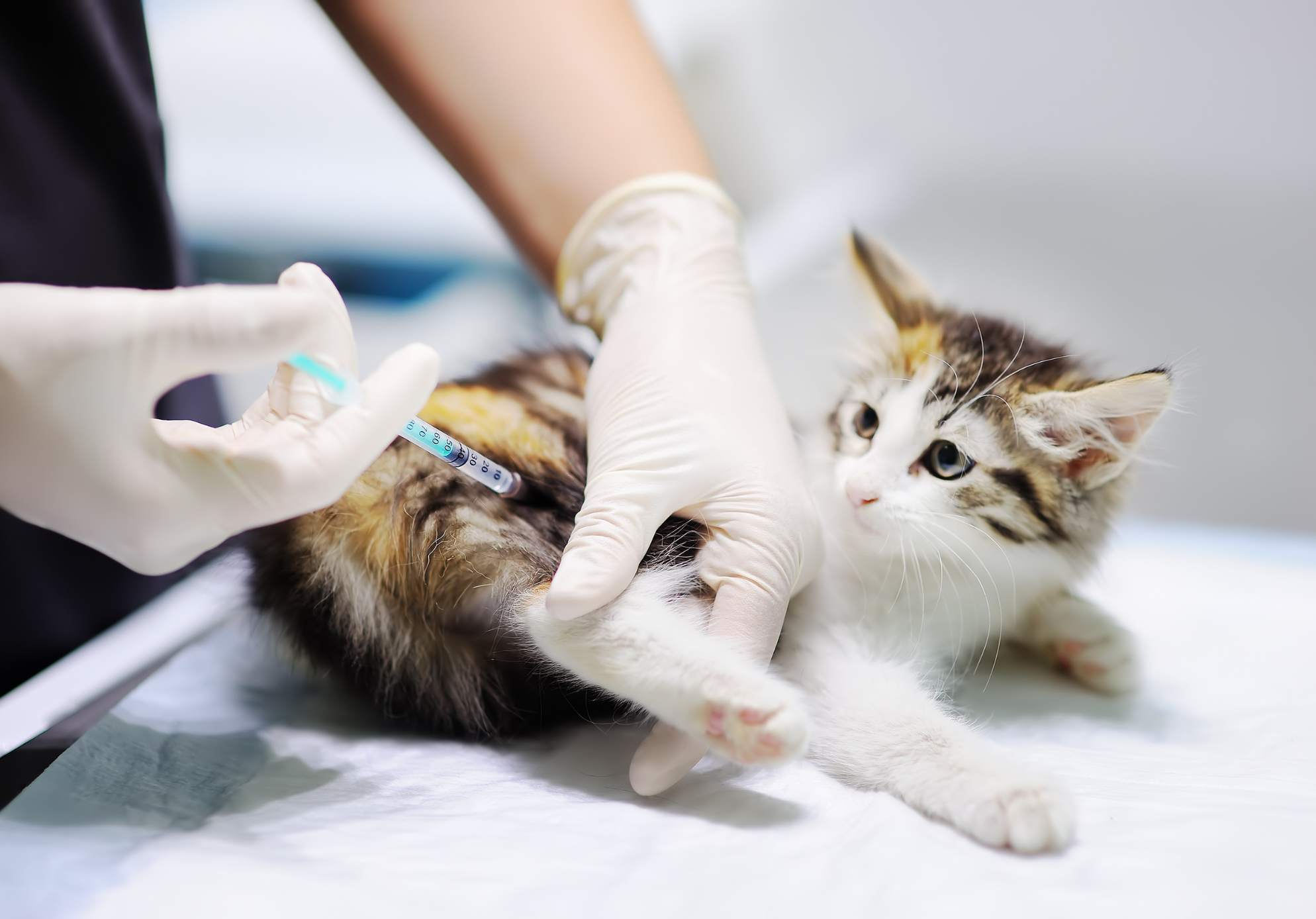 Kitten receiving injection.