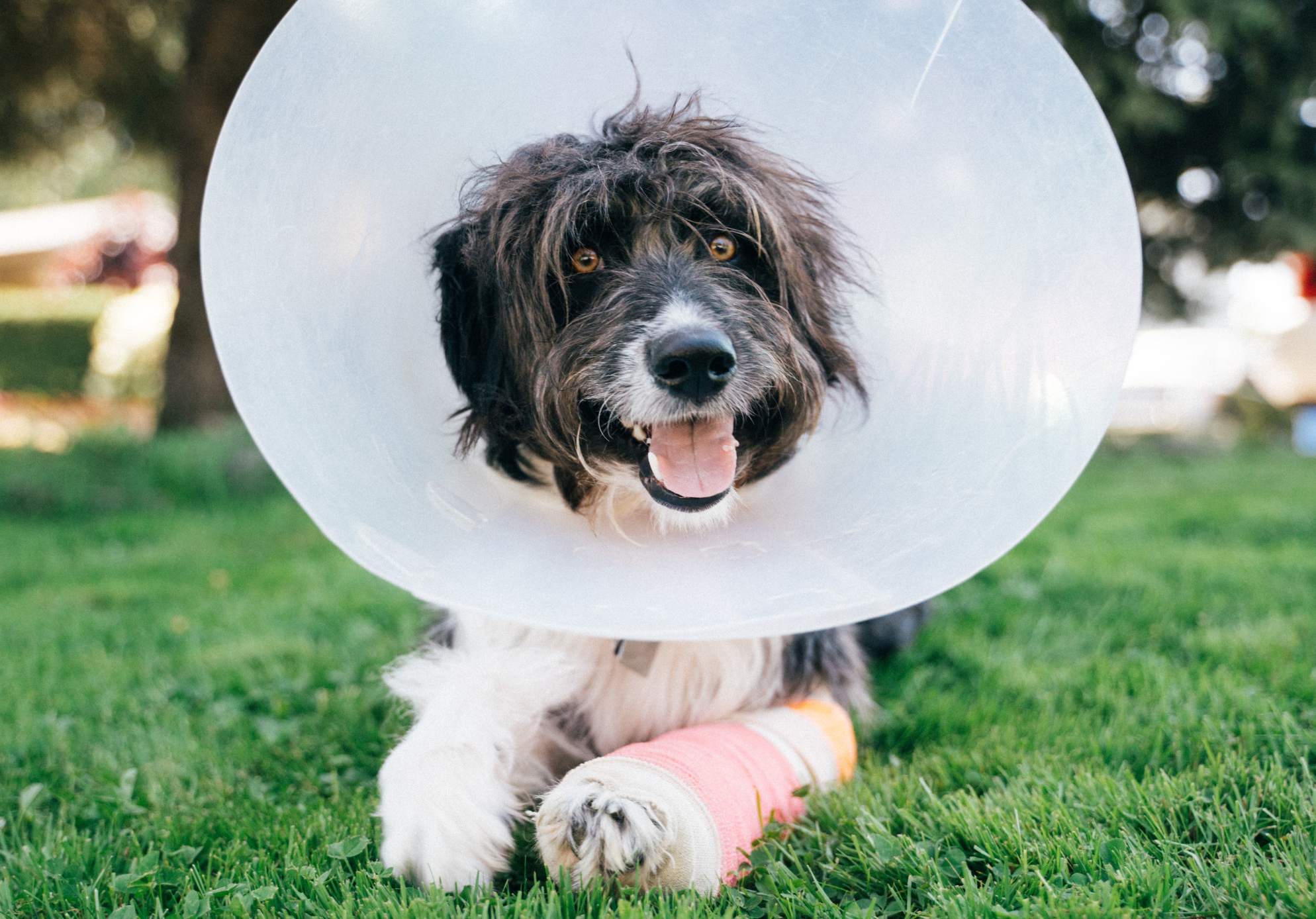 Happy dog wearing Elizabethan cone