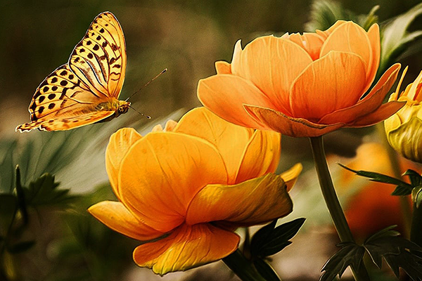 Colerful flowers with butterfly