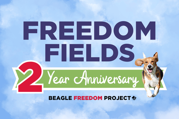 Beaglegate Factcheck Donate to Support Beagles Saved from Cruelty!