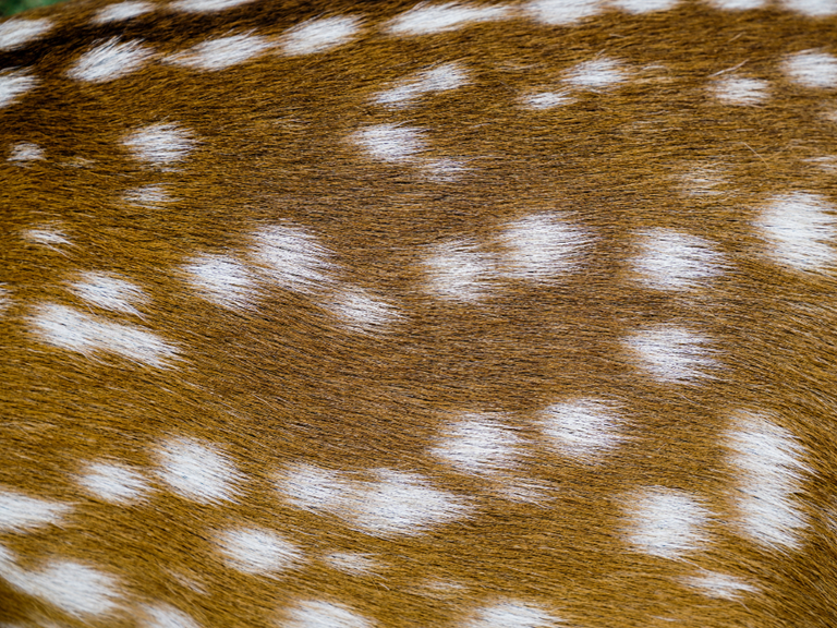 spotted fur