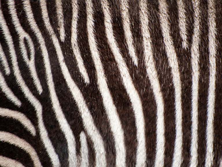 stripes