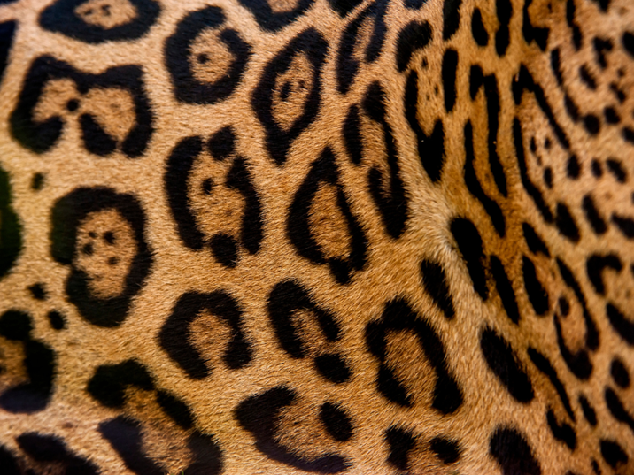 spots