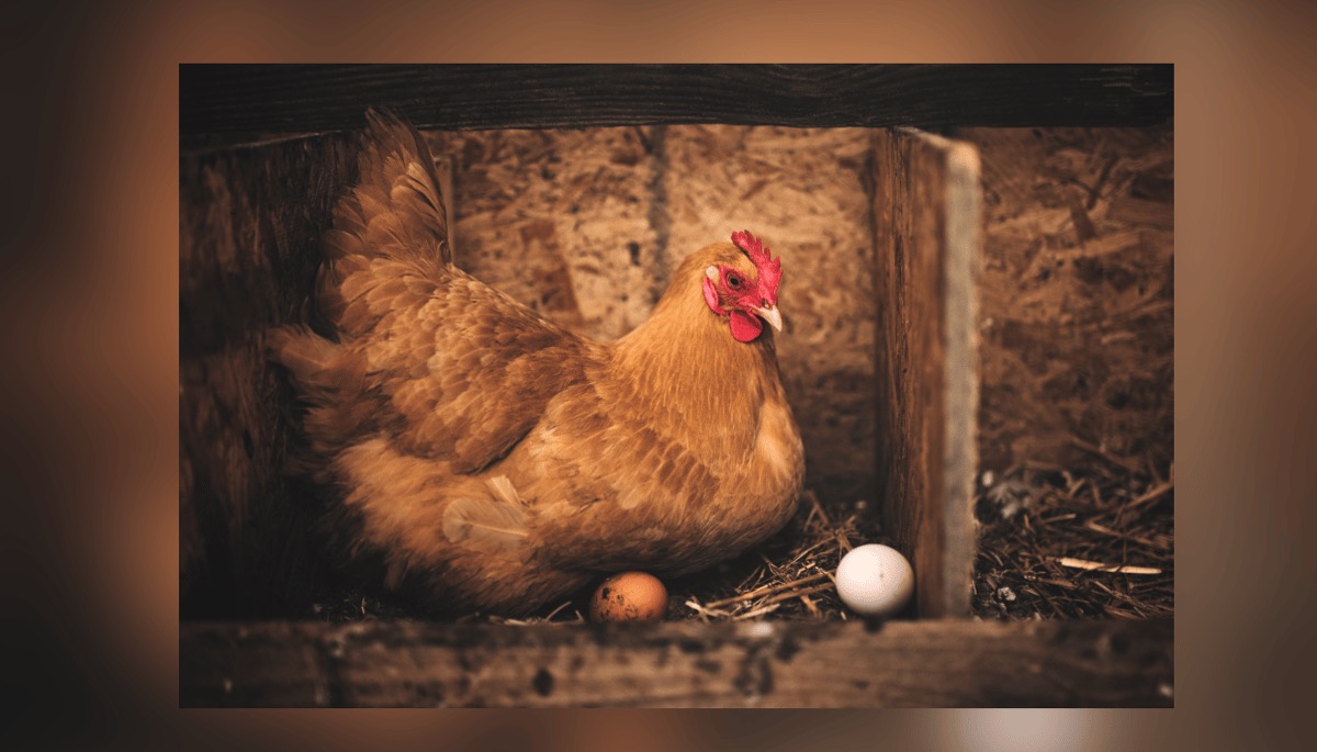 Gift a Hen, Feed and Training