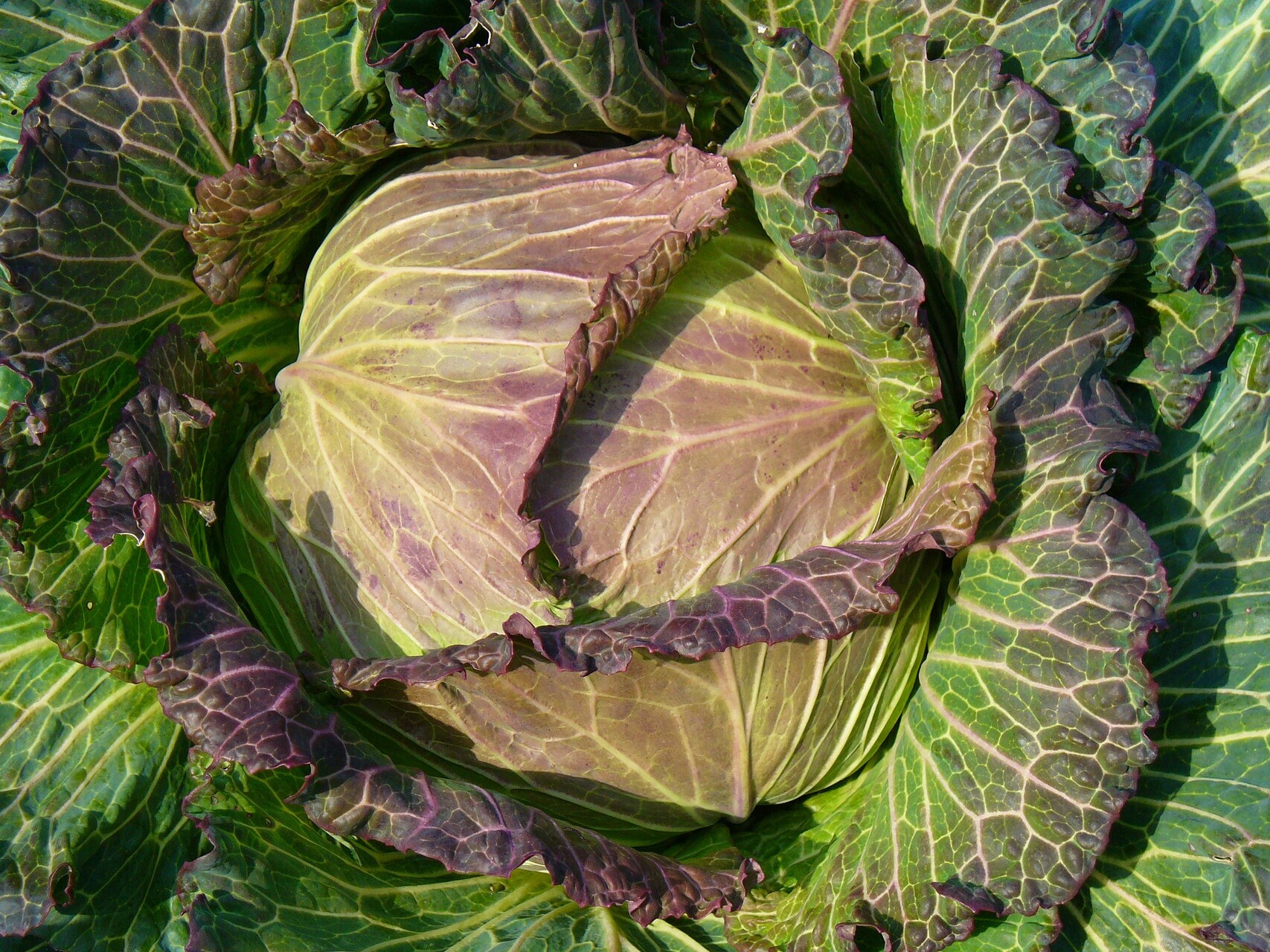 Lettuce from Milk and Honey Farm