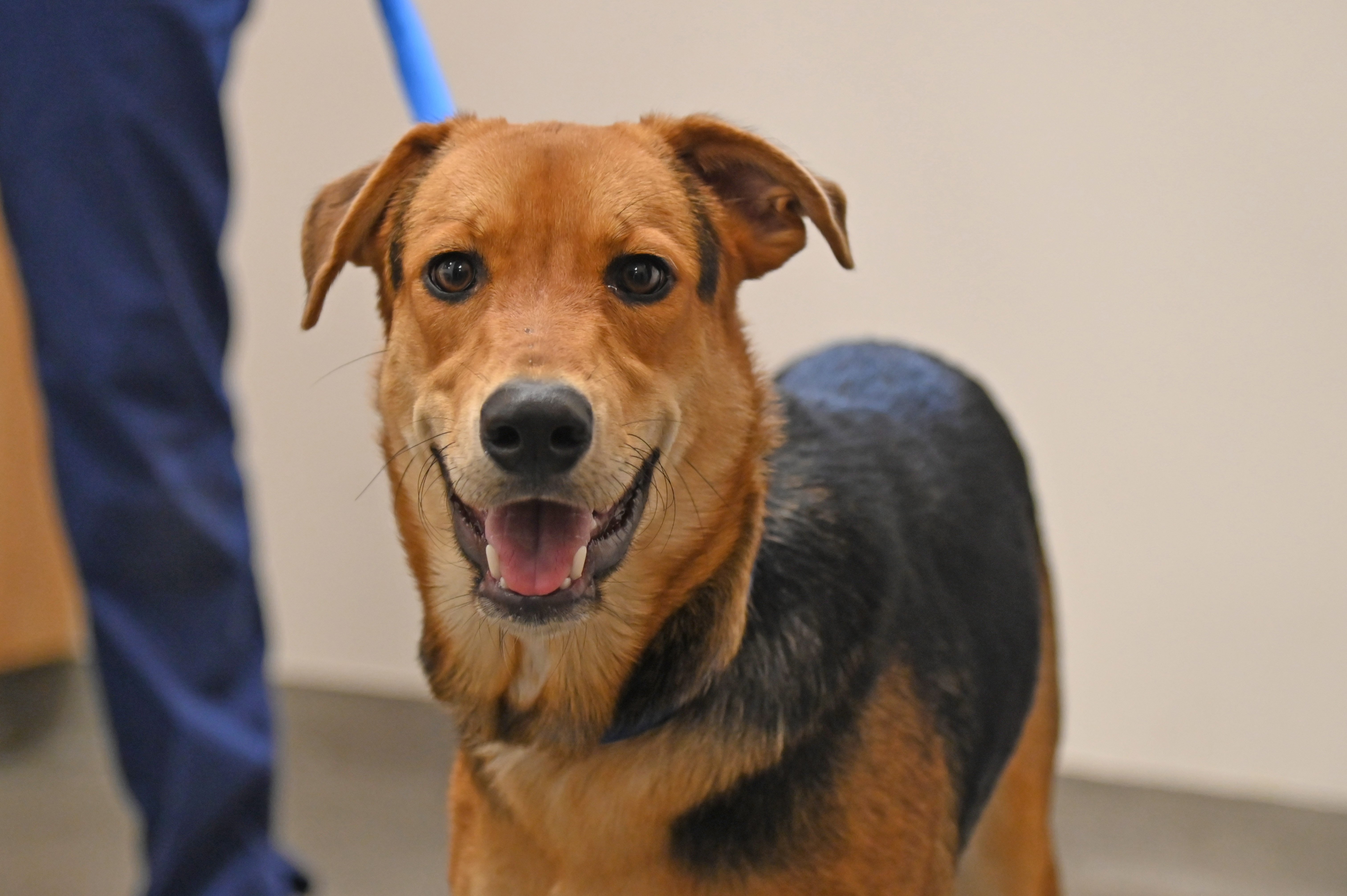 Cute dog smiling 