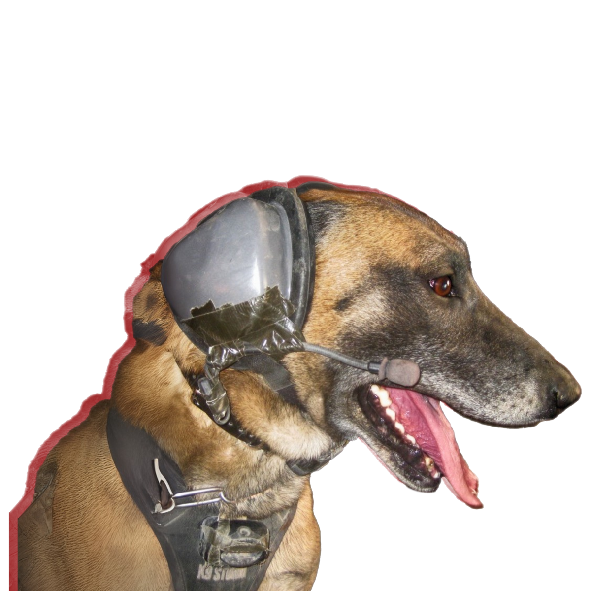 牛丼　diesel Donate to Combat Dog Diesel Medical Campaign