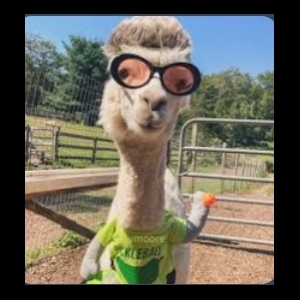 The Volley Llamas's Avatar