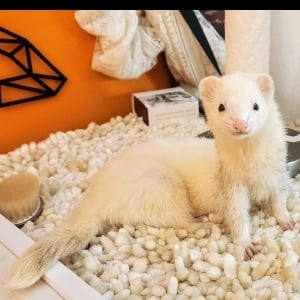 Stubby The Ferret's Avatar