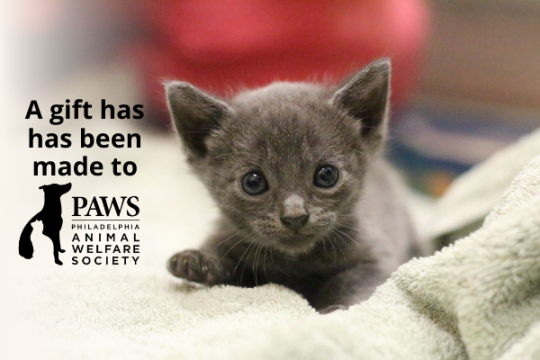 Donate To Sponsor A PAWS Pet