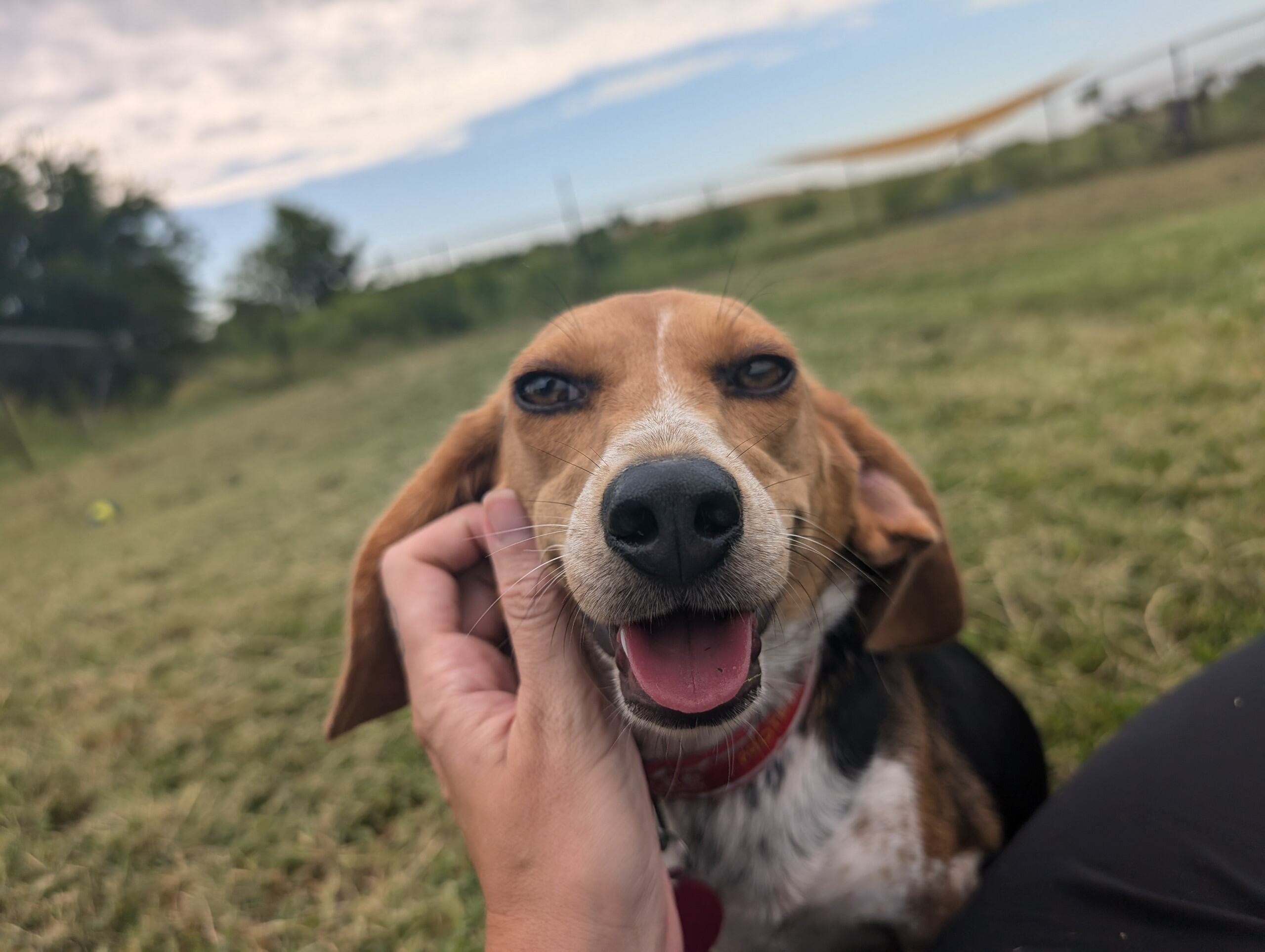 Happy Beagle at Freedom Fields.