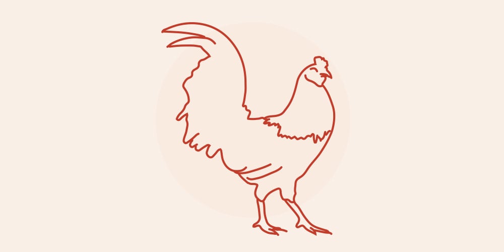Chicken icon