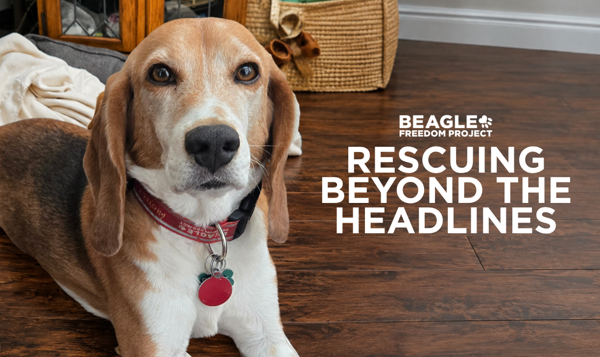 新作。手作り額付き作品 title「Let it BEAGLEワンコ」 新作。手作り額