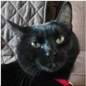 Embers SPCA Fundraiser Page's Avatar