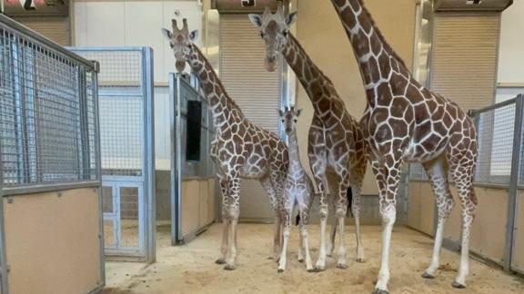 Come face to face with a giraffe