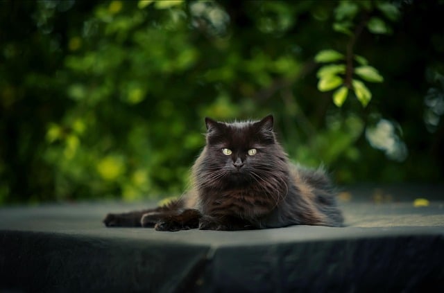 A long-haired black cat looking towards the camera.