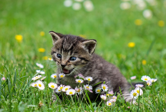 A kitten meowing in a field of flowers.