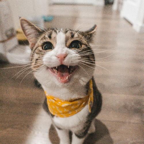 Tavish R