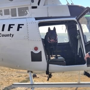 K9 Rambo Combat Dog Diesel Medical Campaign - Campaign
