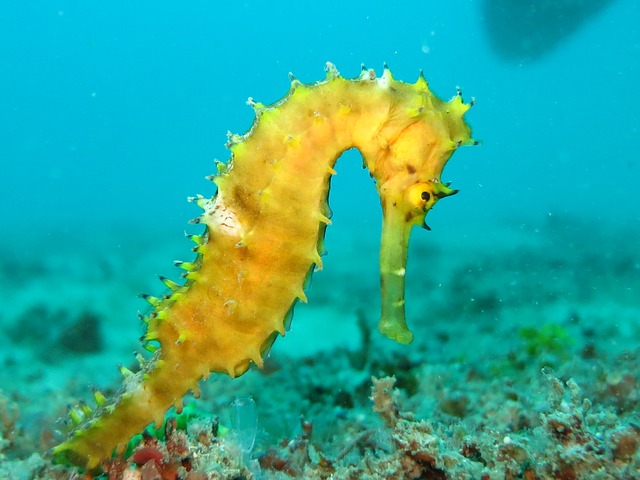 Go to the Help the Seahorses event page