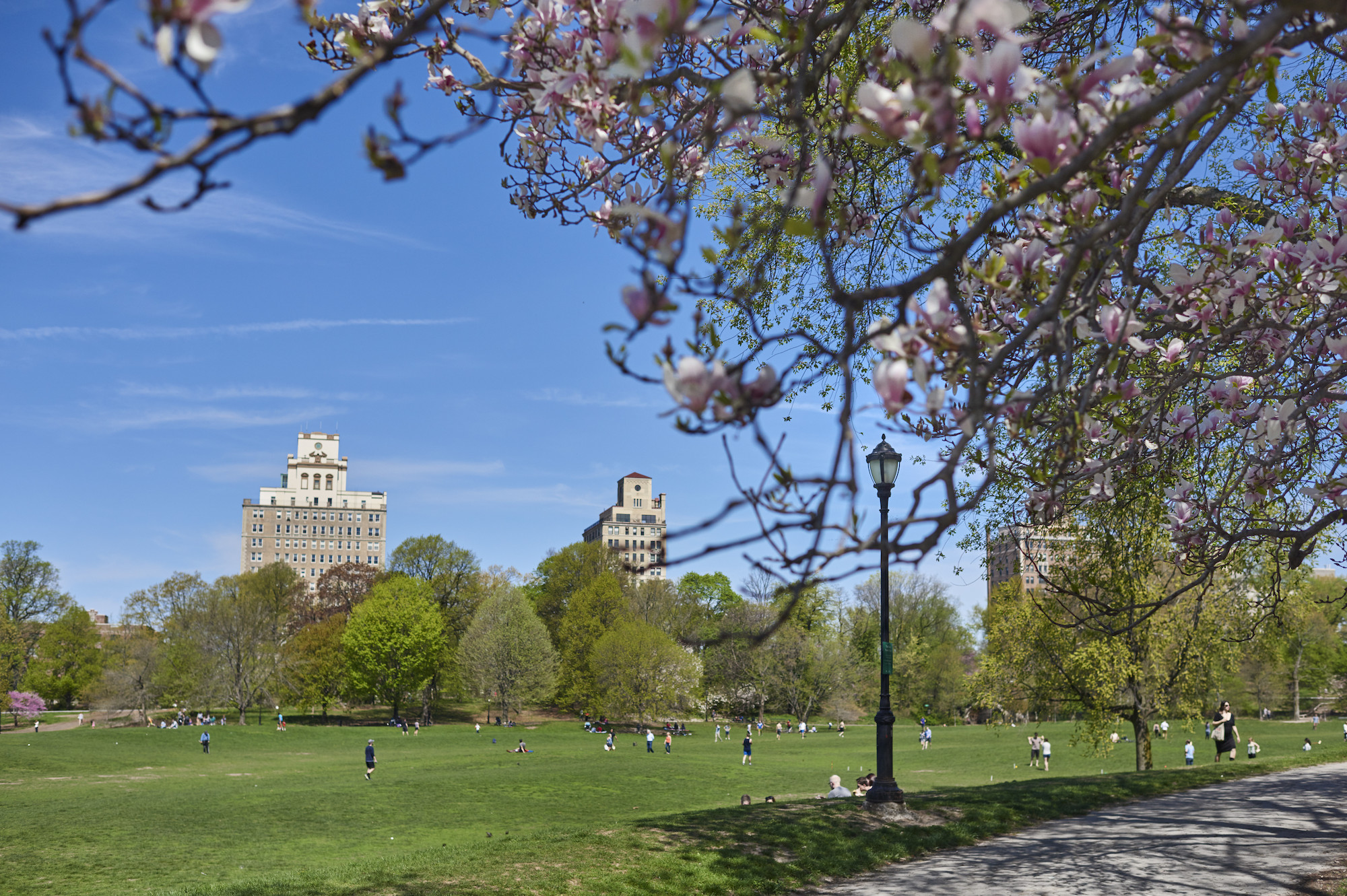 Plant a Tree in Prospect Park