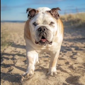 View Top Individual - 'Susan DeFranzo & Winston' fundraiser page using image