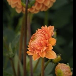 View Top Individual - 'Kellie Albrecht' fundraiser page using image