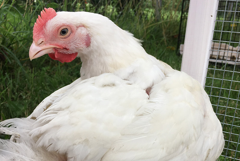 Chicken Coop Fundraiser Campaign