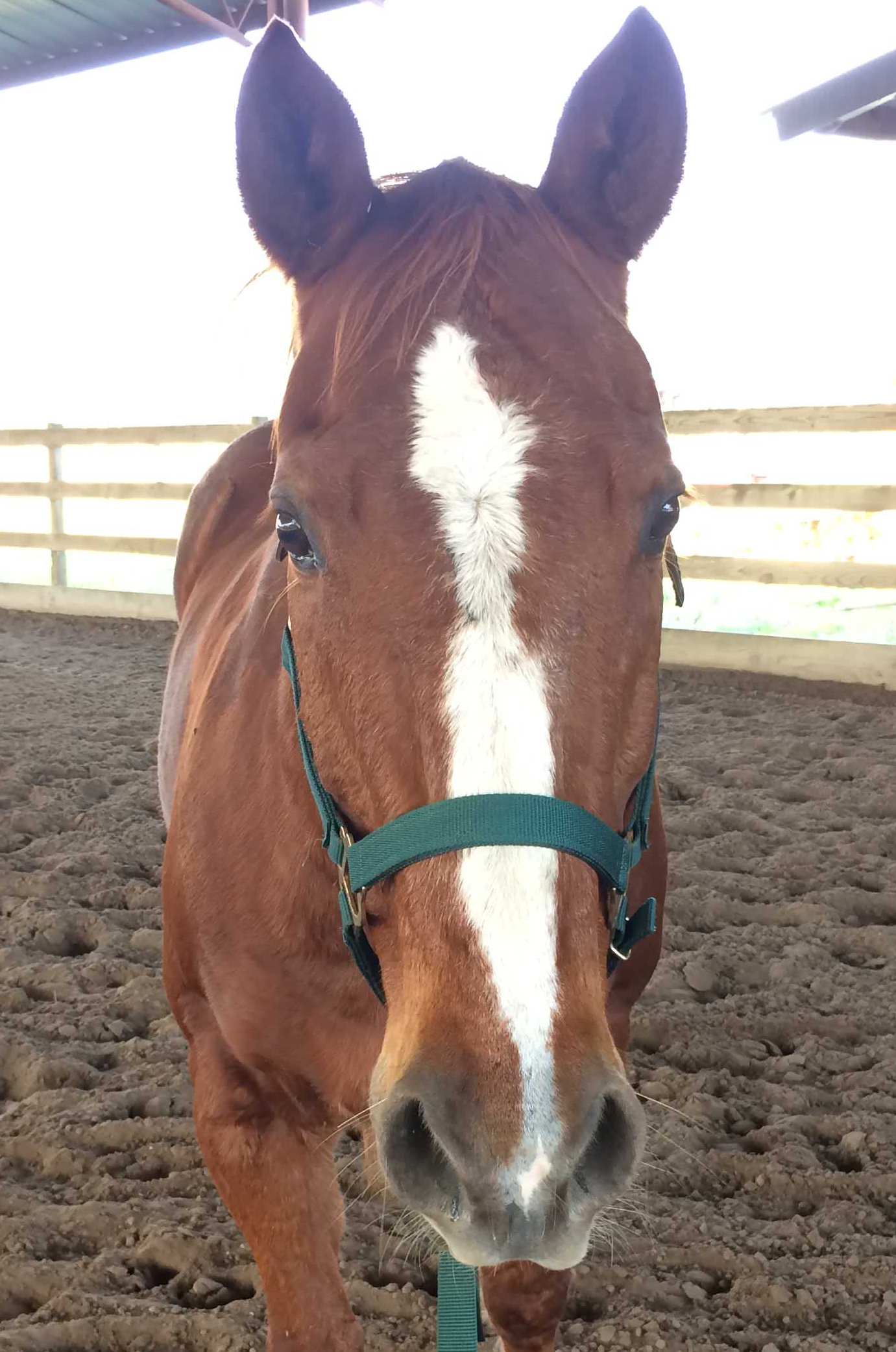 Adopt a Horse Hammer Campaign