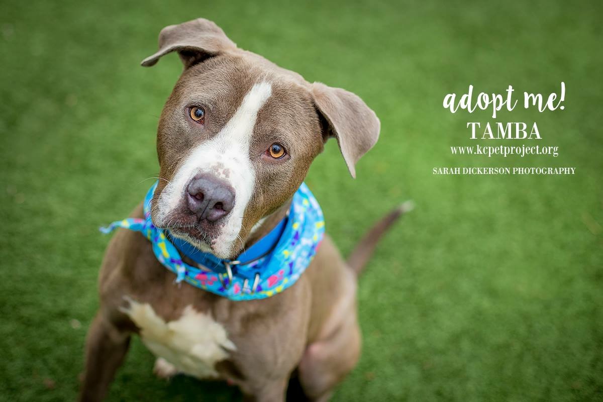 Sarah’s KC Rescue Runners fundraiser 2018's fundraising page for Kansas