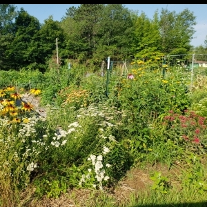 View Top Team - 'West Street Garden Collective' team page using image