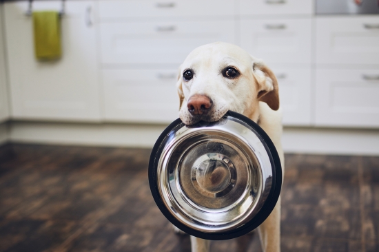 Donate To Wish For A Full Dish Pet Food Donation Drive Donate To Wish For A Full Dish Pet Food Donation Drive