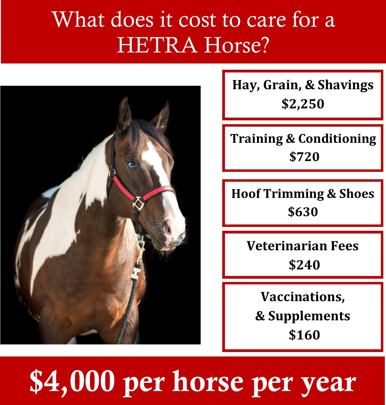 Horse Sponsorship Campaign