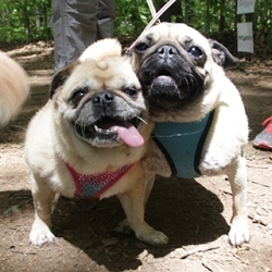 NHSPCA Shelter Pets's Avatar