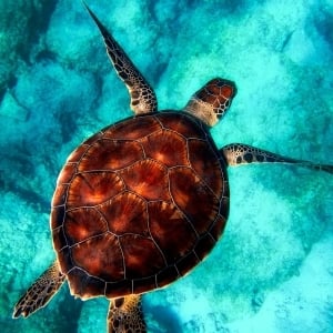 View Top Team - 'Trivia Tortugas' team page using image