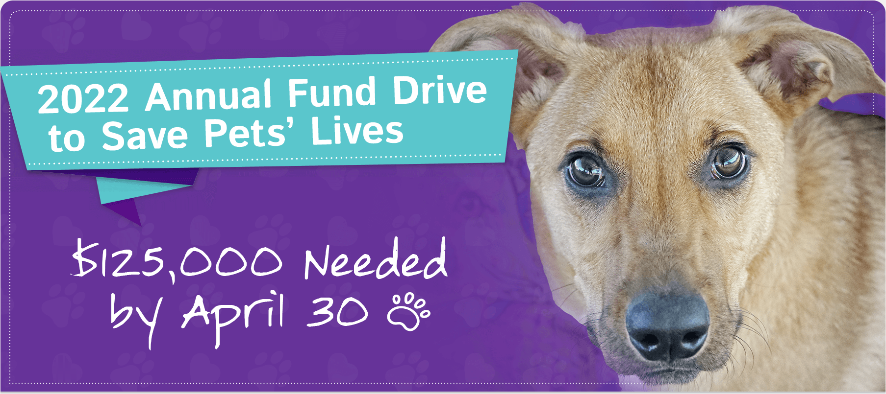 Donate to 2022 Annual Fund Drive to Save Pets' Lives