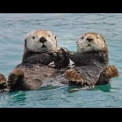 We Otter Win's Avatar