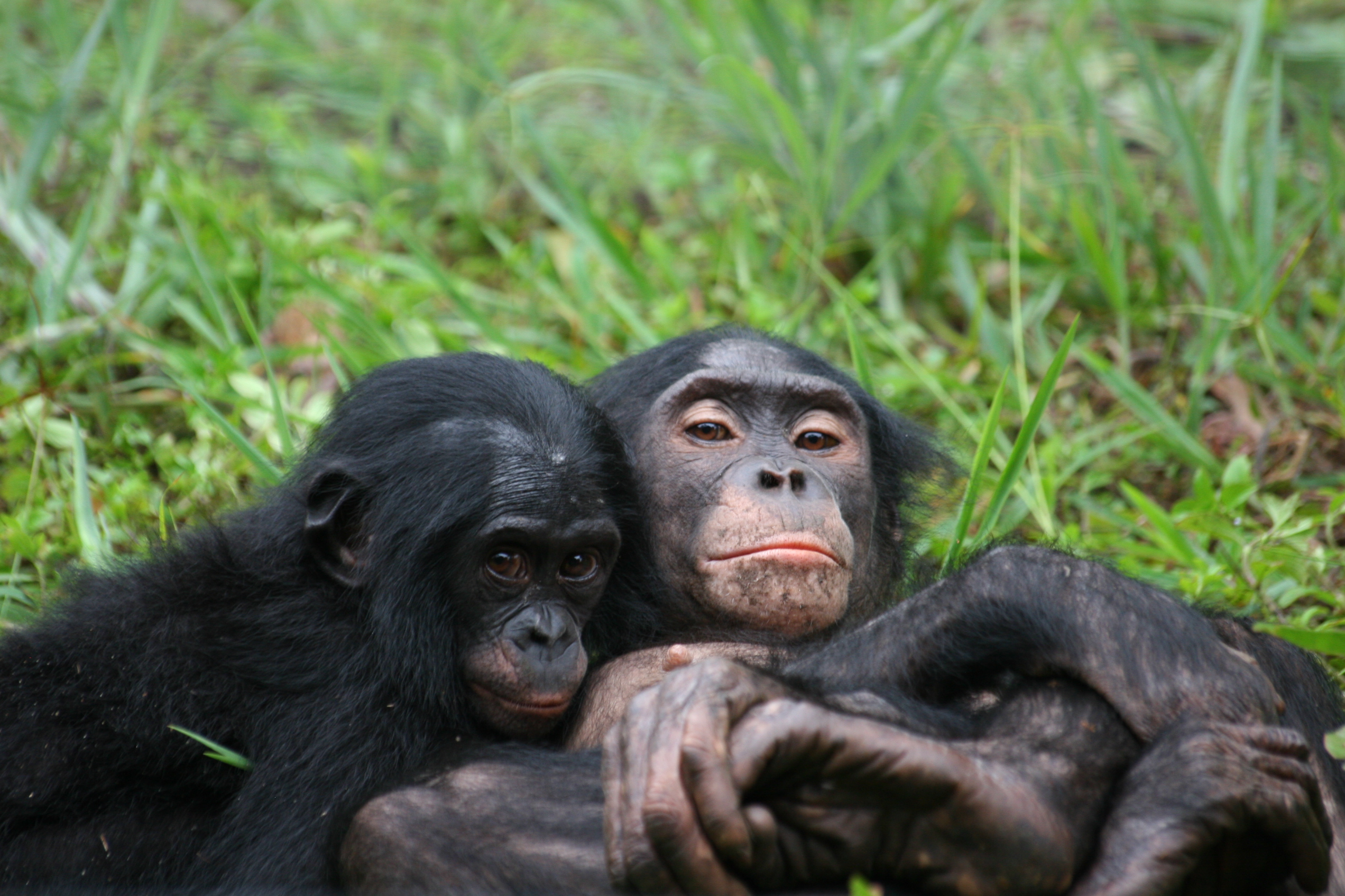 Lola ya Bonobo Champs