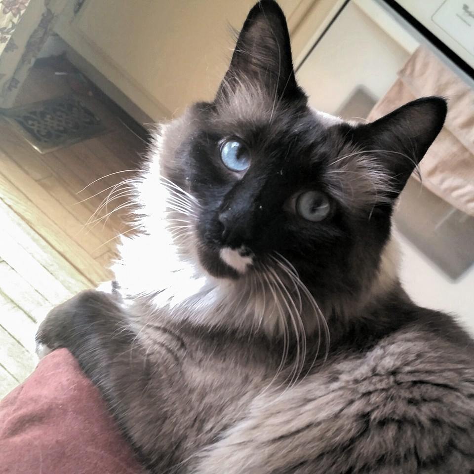 fancy cats rescue team