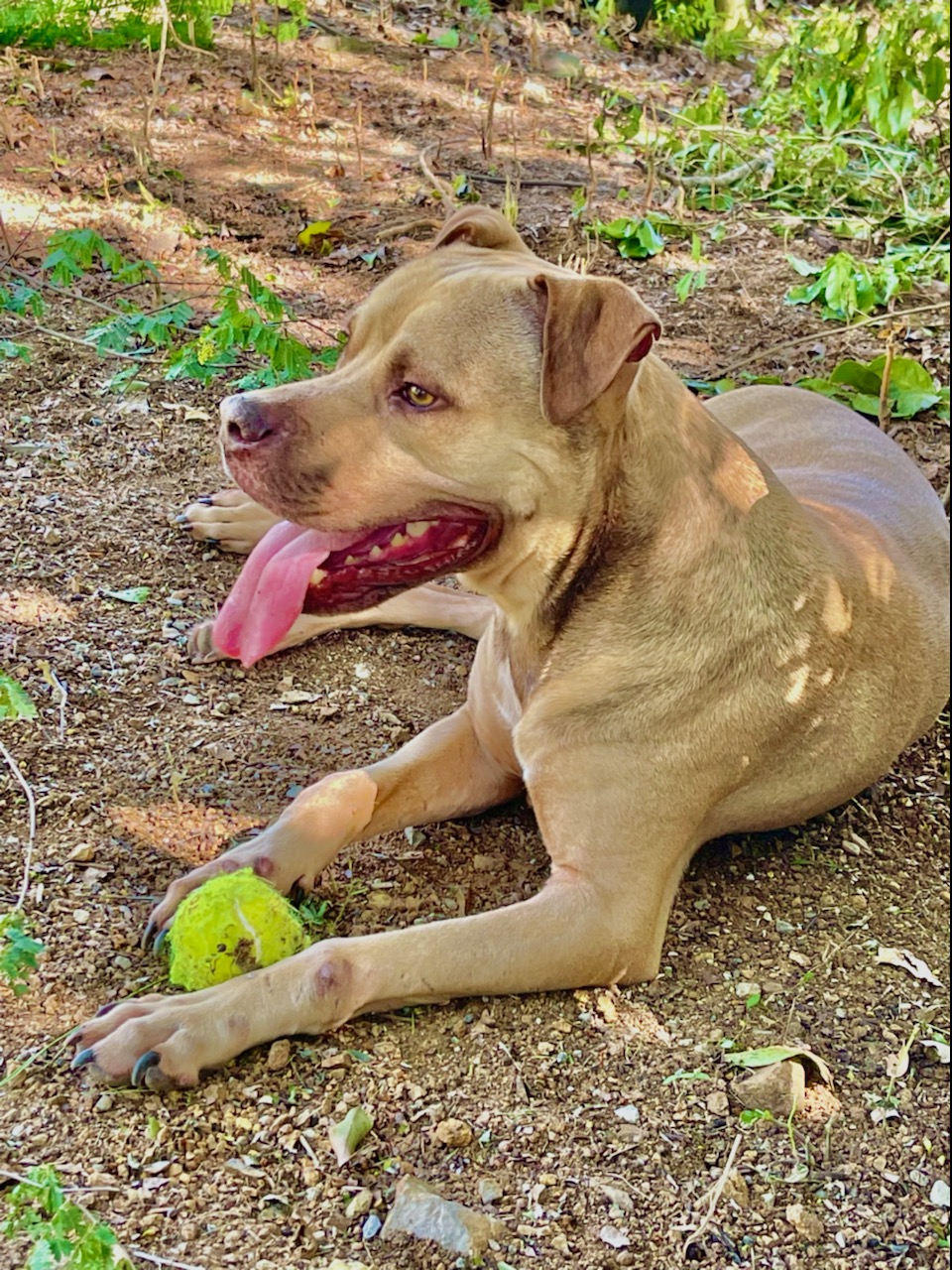 "Paws to Play" Dog Park Fund Campaign