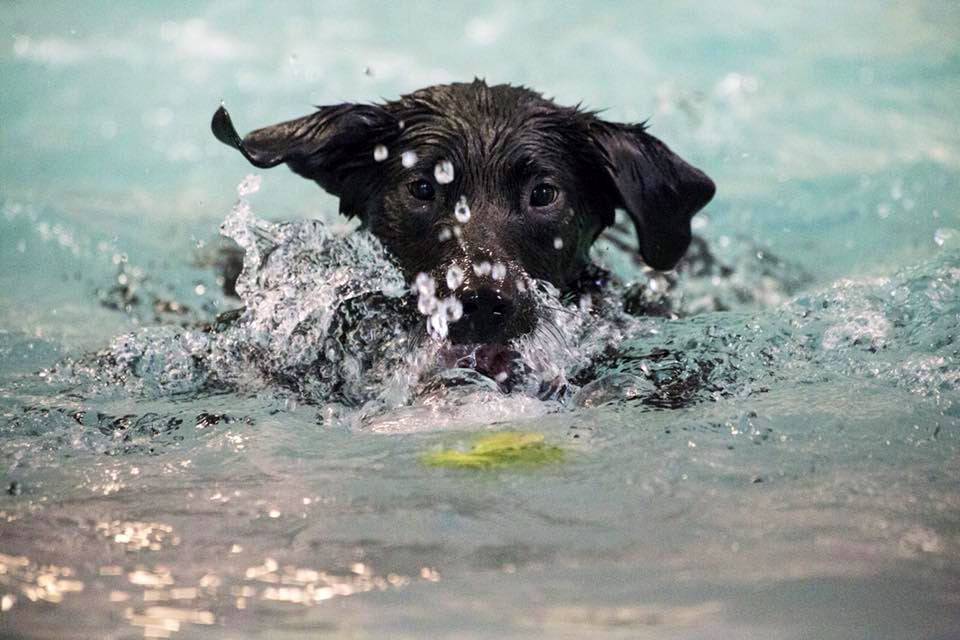 Donate to Lab Rescue LRCP's Sponsor a Lab Fund