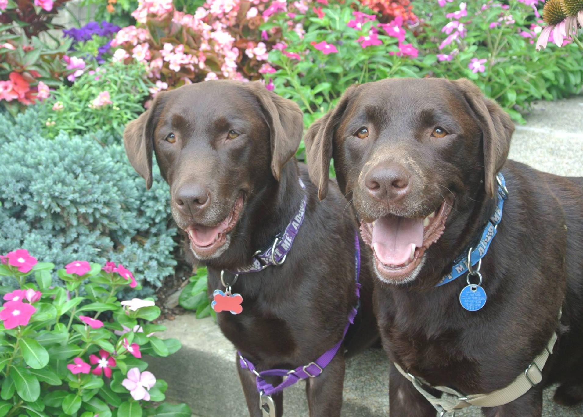 Lucia V's fundraising page for Lab Rescue LRCP