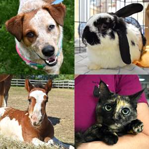 View Top Team - 'Pets of the NHSPCA' team page using image
