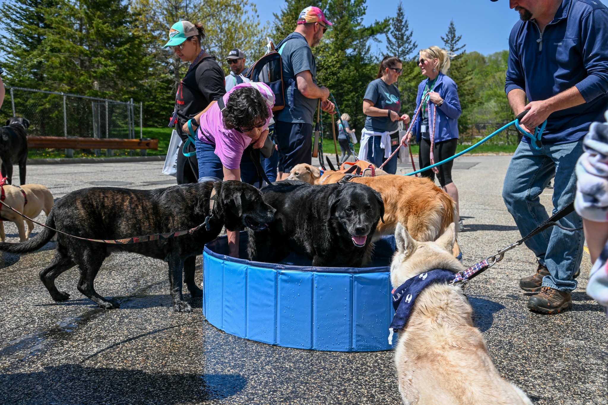 Kennebec Valley Humane Society Mutt Strut 30th Anniversary Campaign