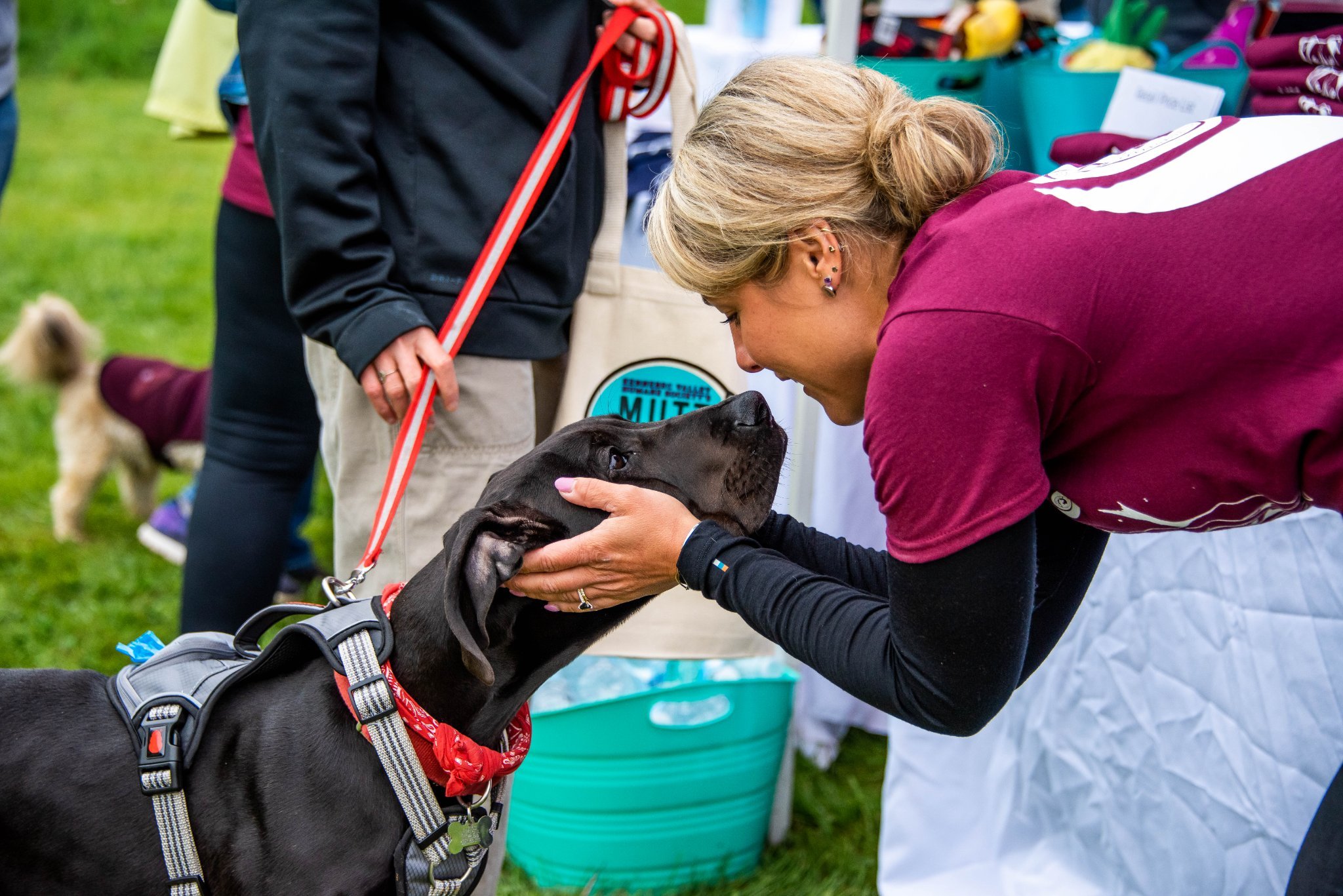 Kennebec Valley Humane Society Mutt Strut 30th Anniversary Campaign