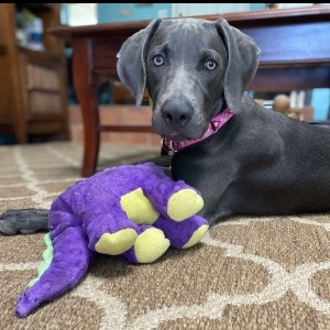 View Top Individual - '"Bella Blu" Szymanski' fundraiser page using image