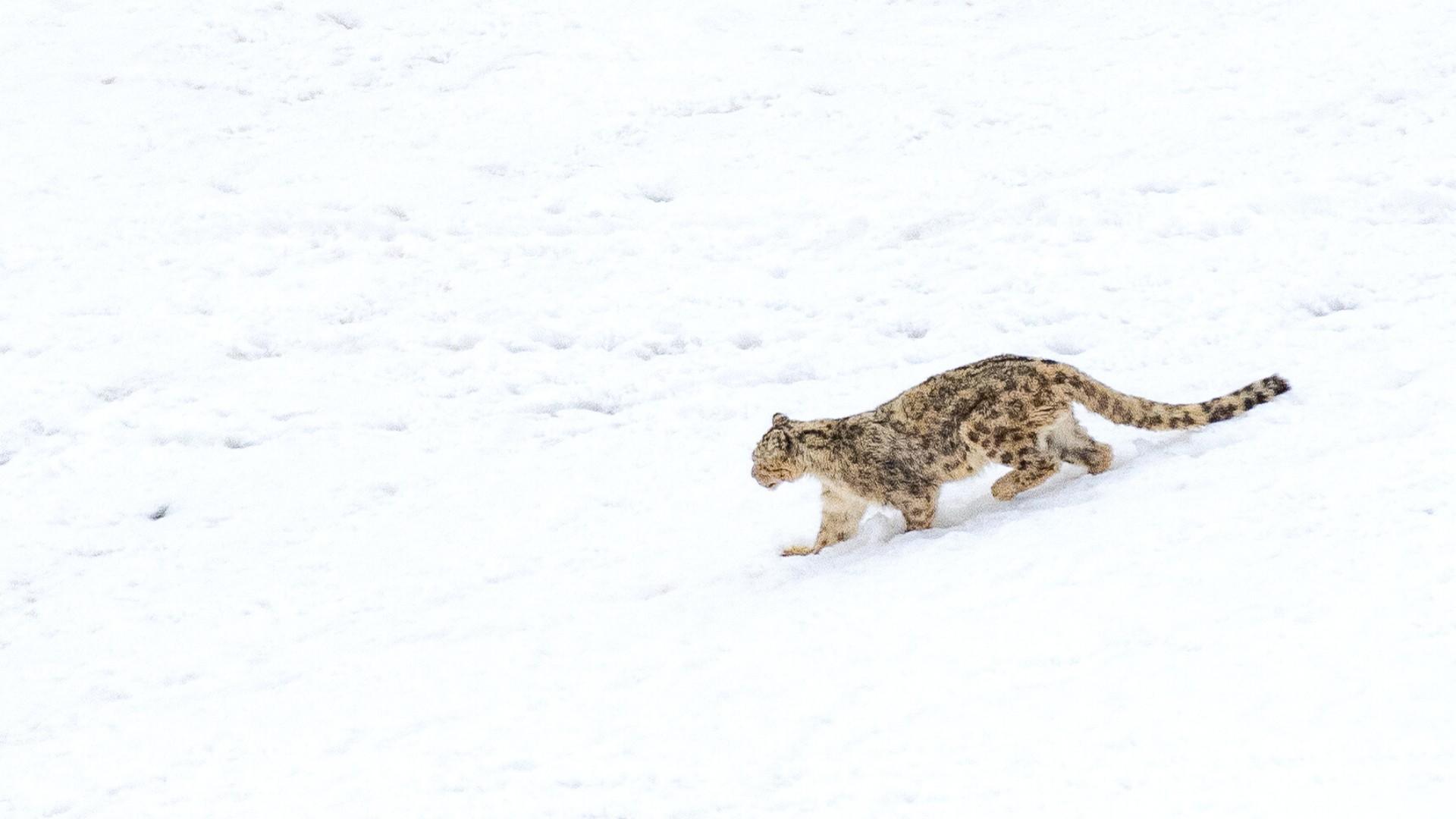 Strides for Snow Leopards 40 for 40 Campaign