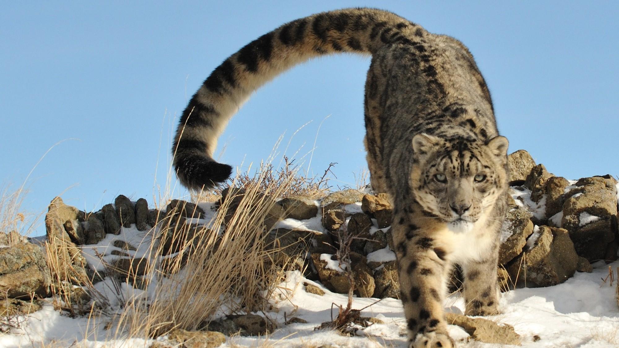 How Can We Save Snow Leopards